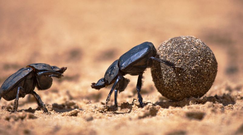 في حشرة الخنفساء “سجلات” حمض نووي لكائنات أخرى تعيش معها