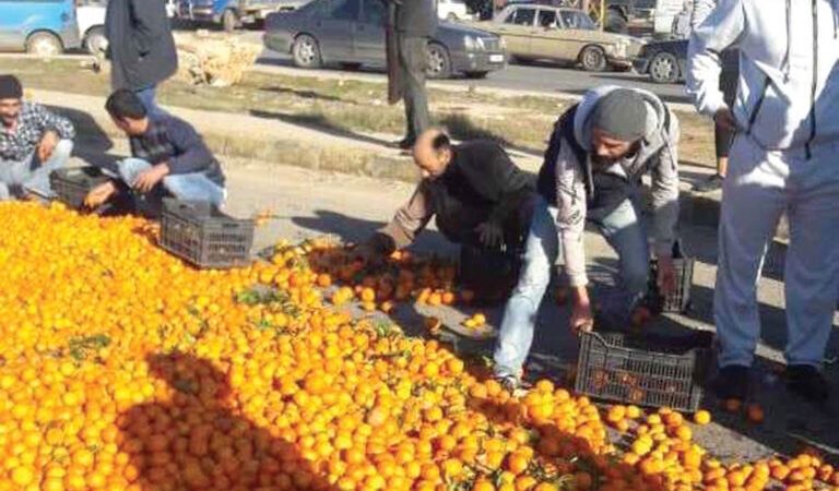 نقابة الحمضيات: لانتشال القطاع من الانهيار الكامل قبل فوات الأوان