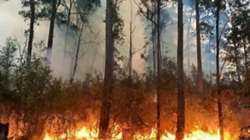 حرائق الغابات في إسطنبول تهدد المباني السكنية