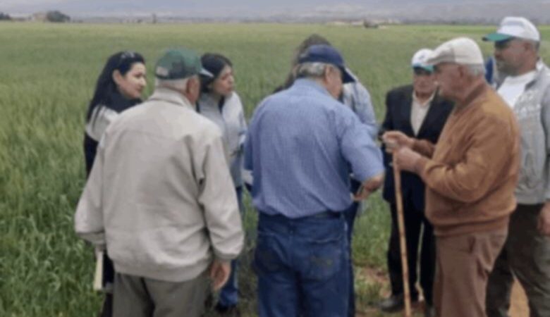 خبراء من وزارة الزراعة و”أكساد” و”الفاو” يتفقدون حقول القمح الطري في بعلبك