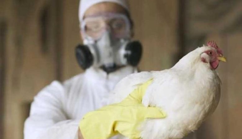 تسجيل أول حالة وفاة بشرية بأنفلونزا الطيور H5N1 في أميركا