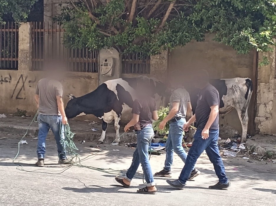 شرطة بلدية طرابلس صادرت ابقارا وتحذر أصحابها من مغبة ذبها وتوزيع لحومها للمياتم والفقراء
