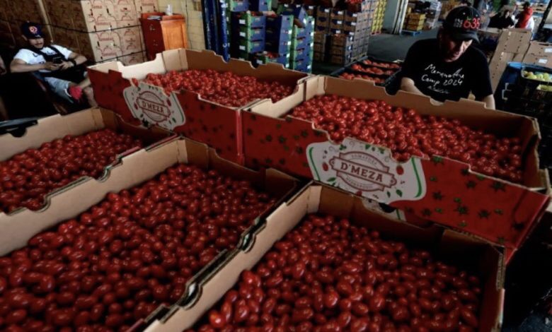 رسوم أميركية بنسبة 17% على واردات الطماطم (البندورة) المكسيكية