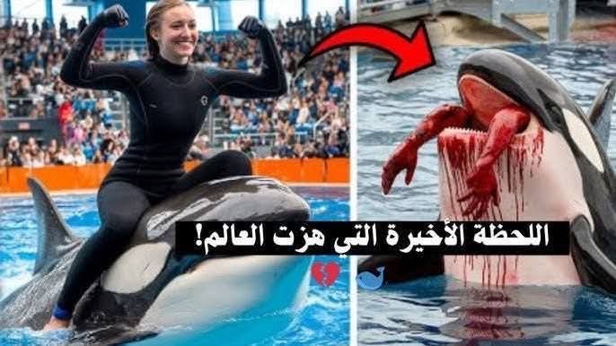خبايا اكتساح قصة جيسيكا التي التهمها حوت ربته واعتنت به لسنوات وسر اعتلائها التريند ، وهل القصة حقيقية فعلا ؟