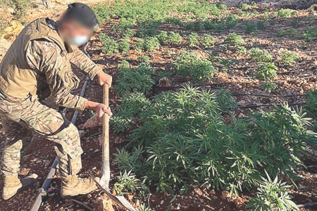 الجيش: إتلاف 7 دونمات حشيشة وضبط معدات لتصنيع الكبتاغون