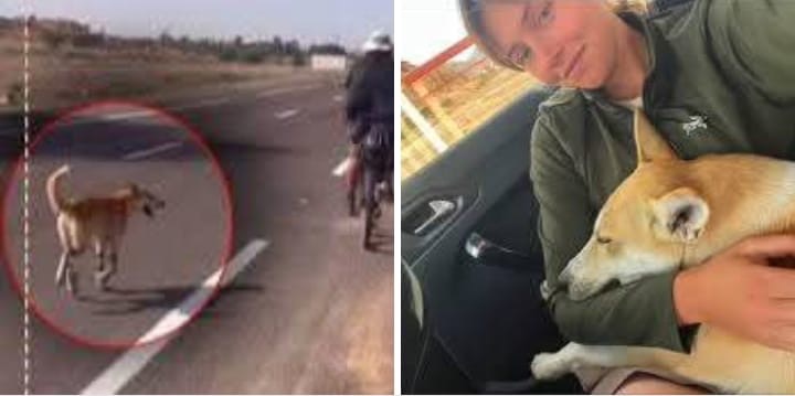 تحولت من حياة التشرد لكلبة كاملة الحقوق ببريطانيا . قصة كلبة محظوظة يغبطها ملايين العرب من بني البشر .