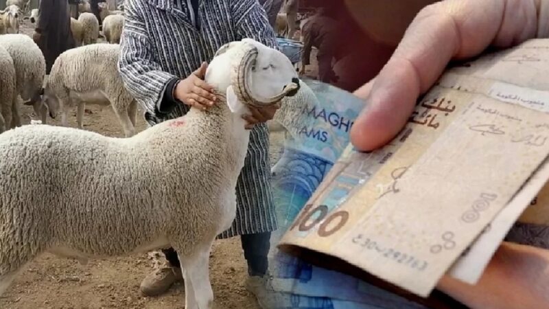 مع انطلاق العد العكسي لموعد عيد الاضحى ، هذه قراءات المغاربة و توقعاتهم لاسعار الاضاحي خلال الايام القادمة