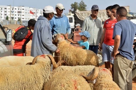 ظاهرة الشناقة التي اكتسحت كل المجالات ، من يسندها ؟ متى يتم شنقها ؟ وكيف السبيل إلى ذلك ؟